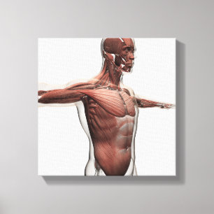Anatomy Of Male Muscles In Upper Body, Side View Canvas Print