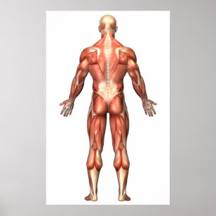 Anatomy Of Male Muscular System, Back View Poster