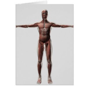 Anatomy Of Male Muscular System, Front View 1