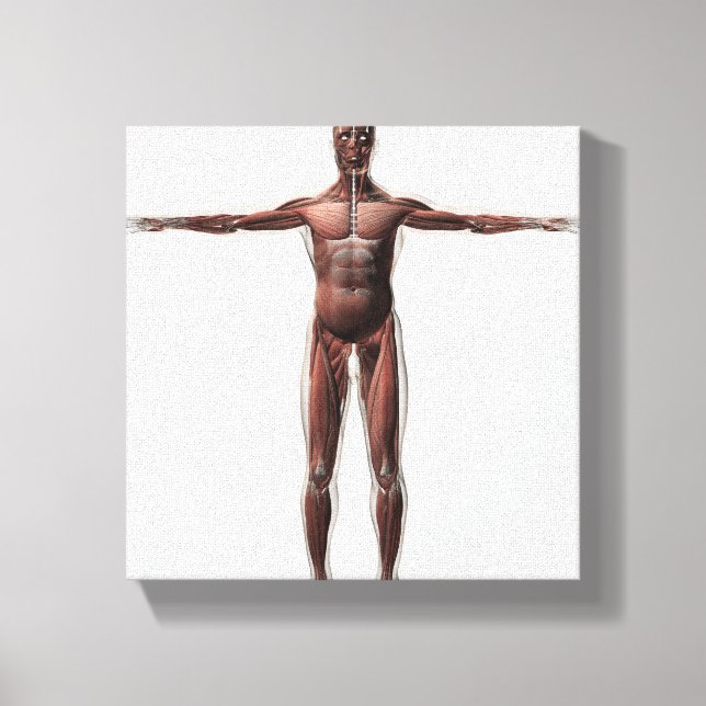 Anatomy Of Male Muscular System, Front View 1 Canvas Print (Front)