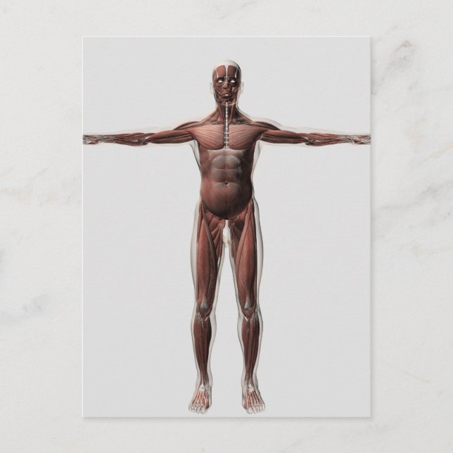 Anatomy Of Male Muscular System, Front View 1 Postcard (Front)