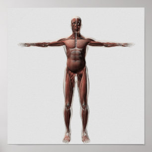 Anatomy Of Male Muscular System, Front View 1 Poster