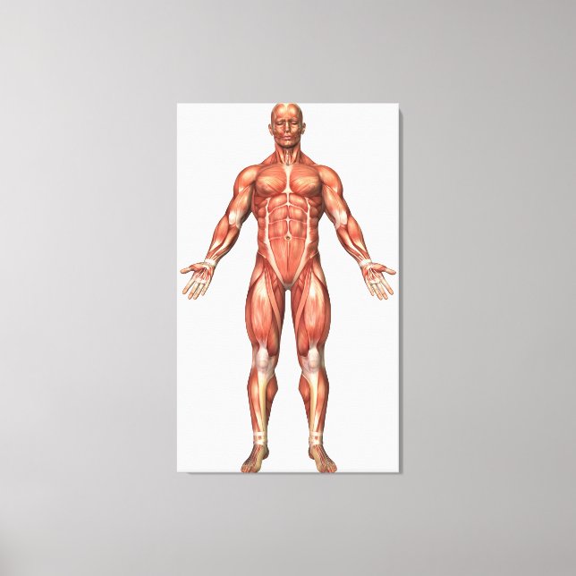 Anatomy Of Male Muscular System, Front View 2 Canvas Print (Front)