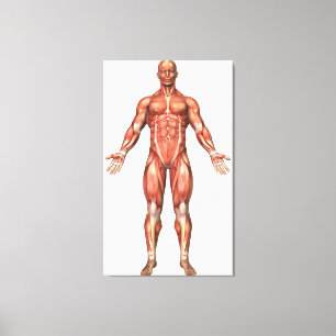 Anatomy Of Male Muscular System, Front View 2 Canvas Print