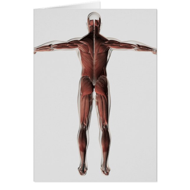 Anatomy Of Male Muscular System, Posterior View (Front)