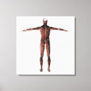 Anatomy Of Male Muscular System, Posterior View Canvas Print