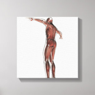 Anatomy Of Male Muscular System, Posterior View Canvas Print