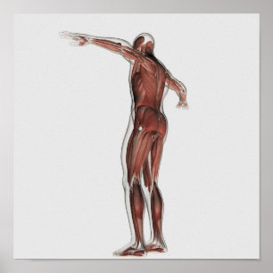 Anatomy Of Male Muscular System, Posterior View Poster