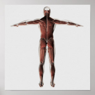 Anatomy Of Male Muscular System, Posterior View Poster