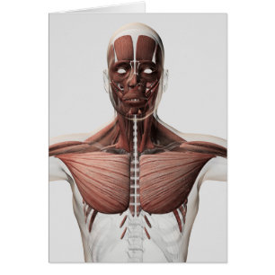 Anatomy Of Male Muscular System, Side View 1