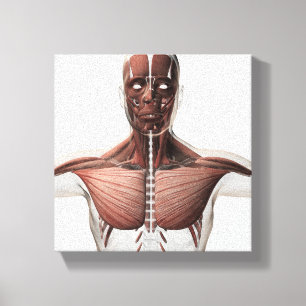 Anatomy Of Male Muscular System, Side View 1 Canvas Print
