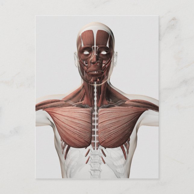 Anatomy Of Male Muscular System, Side View 1 Postcard (Front)