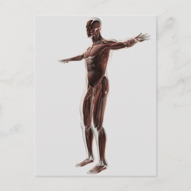 Anatomy Of Male Muscular System, Side View 2 Postcard (Front)