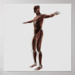 Anatomy Of Male Muscular System, Side View 2 Poster