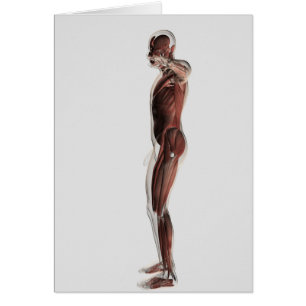 Anatomy Of Male Muscular System, Side View 3