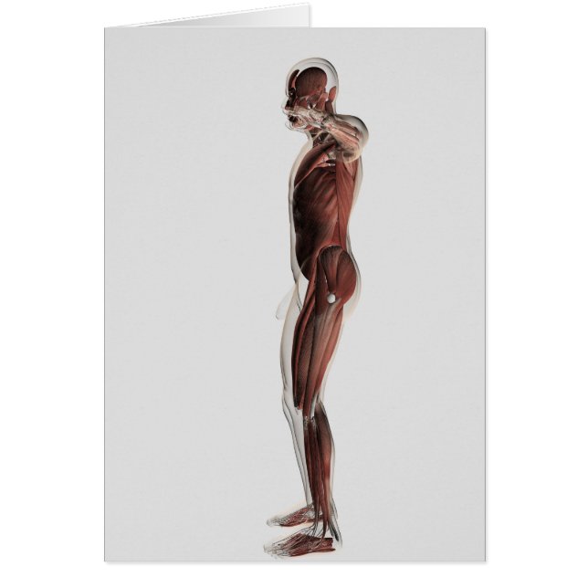 Anatomy Of Male Muscular System, Side View 3 (Front)