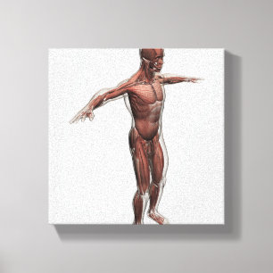 Anatomy Of Male Muscular System, Side View 4 Canvas Print