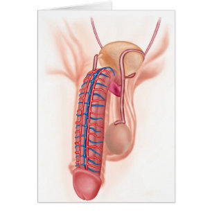 Anatomy Of Male Reproductive Organs