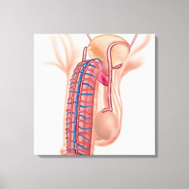 Anatomy Of Male Reproductive Organs Canvas Print (Front)