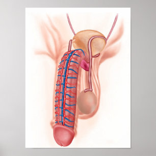 Anatomy Of Male Reproductive Organs Poster