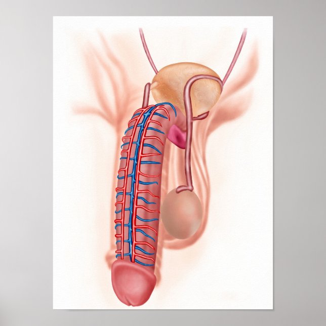 Anatomy Of Male Reproductive Organs Poster (Front)