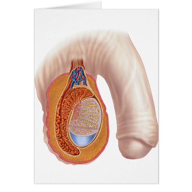 Anatomy Of Male Testis (Front)
