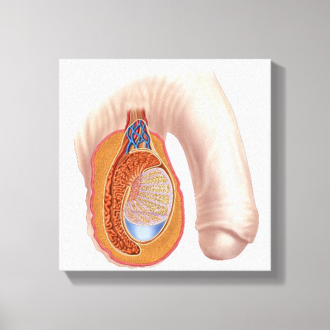 Anatomy Of Male Testis Canvas Print (Front)