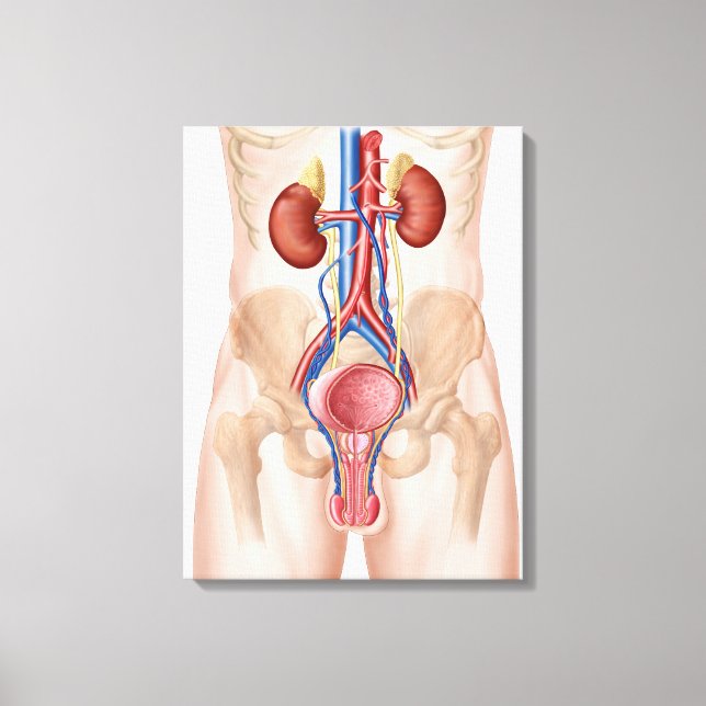 Anatomy Of Male Urinary System Canvas Print (Front)