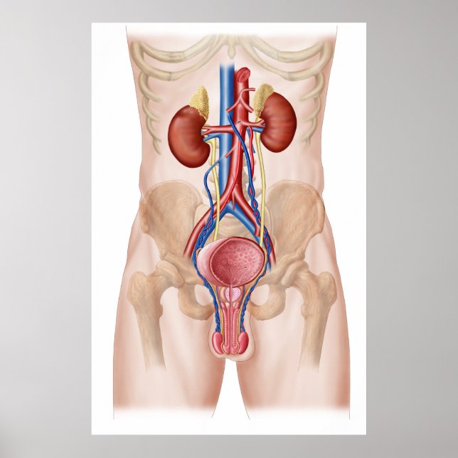 Anatomy Of Male Urinary System Poster (Front)