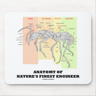 Anatomy Of Nature's Finest Engineer Entomology Mouse Mat