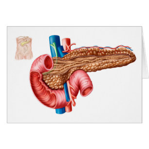 Anatomy Of Pancreas