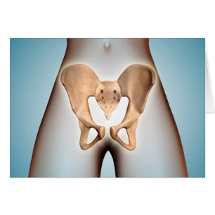 Anatomy Of Pelvic Bone On Female Body