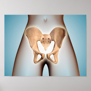 Anatomy Of Pelvic Bone On Female Body Poster
