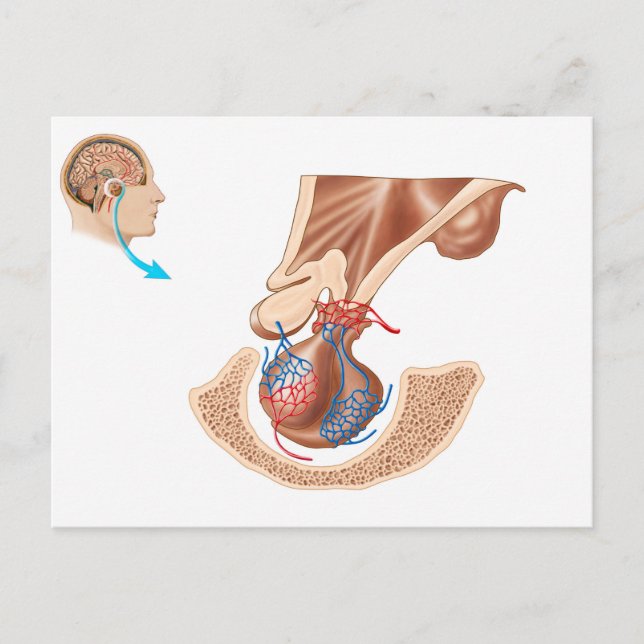 Anatomy Of Pituitary Gland Postcard (Front)