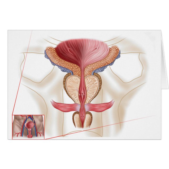 Anatomy Of Prostate Gland (Front Horizontal)