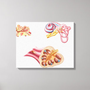 Anatomy Of The Cochlear Duct In The Human Ear Canvas Print