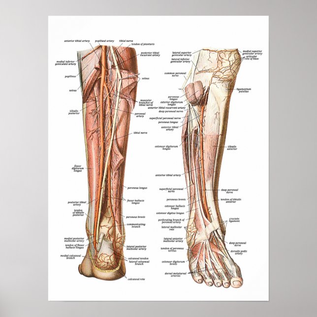 Anatomy of the Feet Poster (Front)