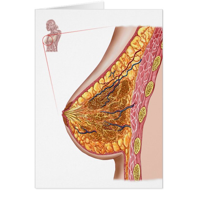 Anatomy Of The Female Breast (Front)
