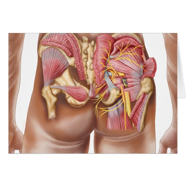 Anatomy Of The Gluteal Muscles In Buttocks (Front Horizontal)