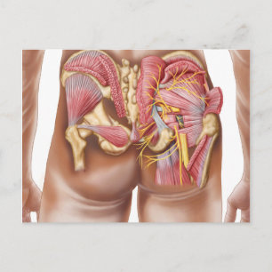 Anatomy Of The Gluteal Muscles In Buttocks Postcard