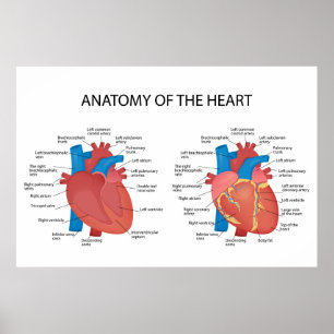 Anatomy of the heart poster