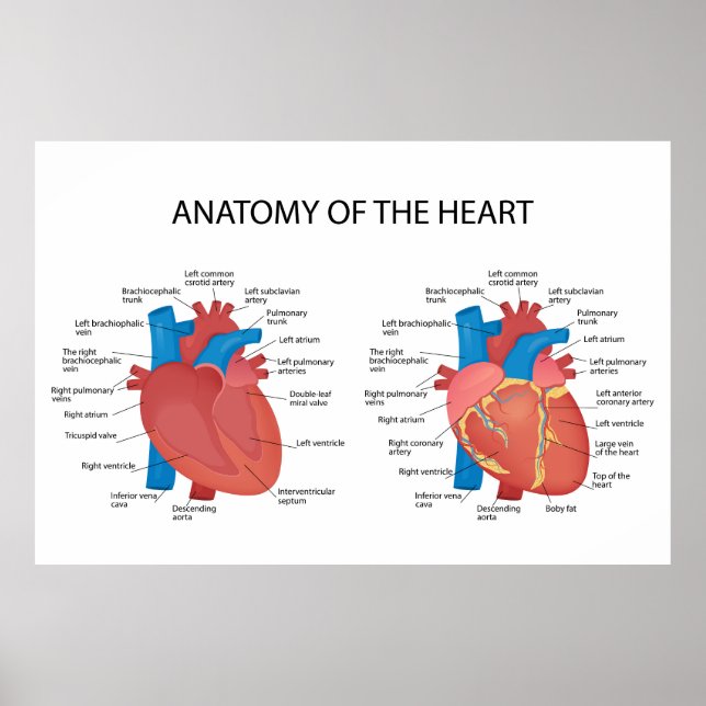 Anatomy of the heart poster (Front)