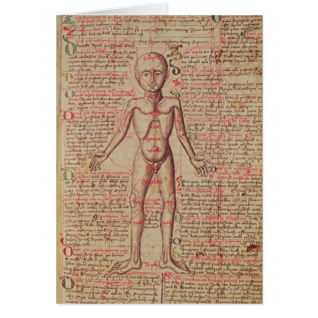 Anatomy of the human body (Front)