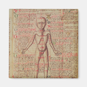 Anatomy of the human body magnet