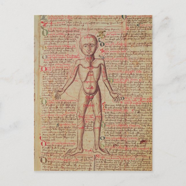 Anatomy of the human body postcard (Front)