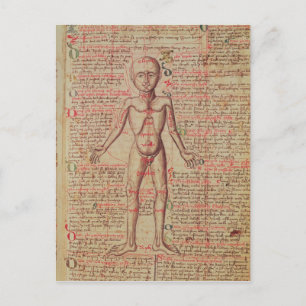 Anatomy of the human body postcard