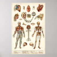 Anatomy of The Human Body