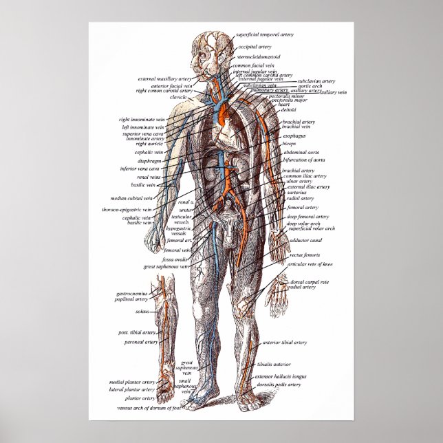 Anatomy of the Human Body Poster (Front)