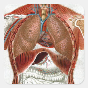 Anatomy of the Human Body Square Sticker