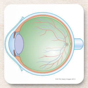 Anatomy of the Human Eye Coaster
